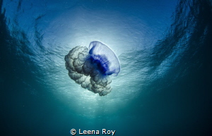 Jellyfish at surface by Leena Roy 